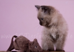 05 Toffee, Nele & Lilly